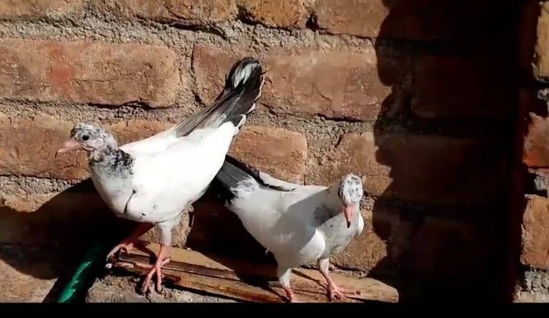 A+ quality pigeons for sale contact 03314646674 6