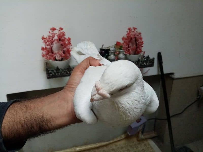 A+ quality pigeons for sale contact 03314646674 7