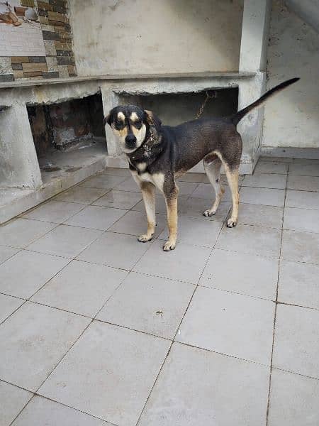 cross breed male dog active healthy perfect male dogs 4