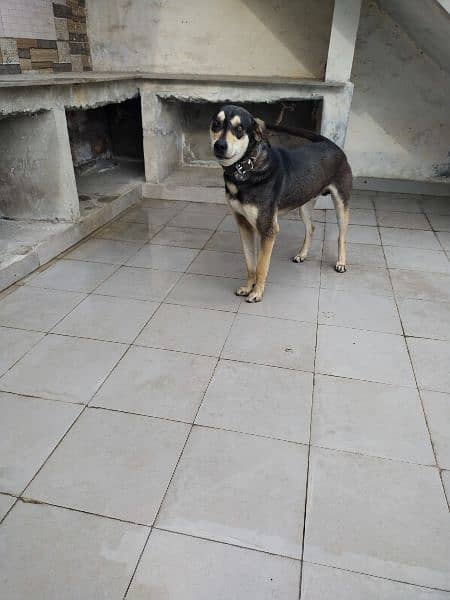 cross breed male dog active healthy perfect male dogs 6