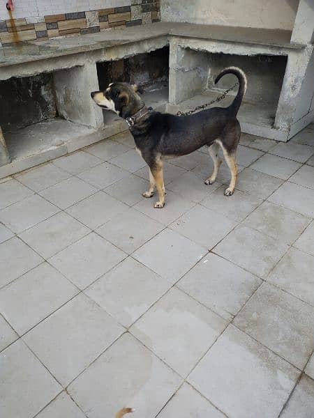 cross breed male dog active healthy perfect male dogs 7