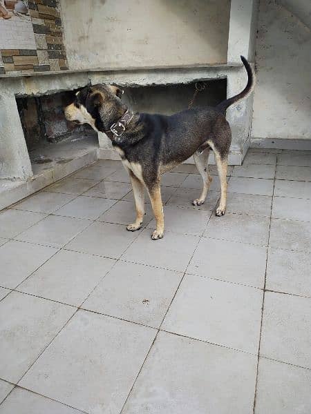 cross breed male dog active healthy perfect male dogs 8