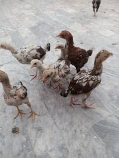pure aseel chicks availavle