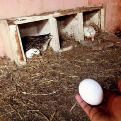Duck eggs available