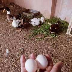 Duck eggs available