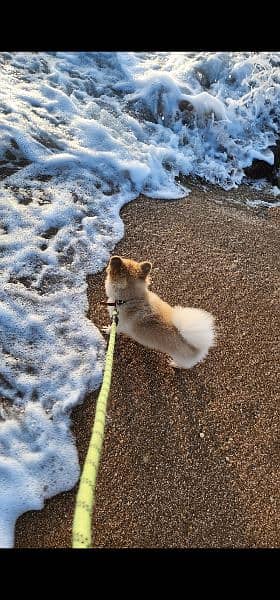 Fully vaccinated trained Pomeranian for sale 2