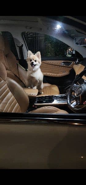 Fully vaccinated trained Pomeranian for sale 1