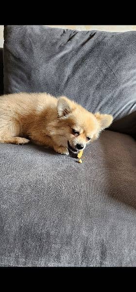 Fully vaccinated trained Pomeranian for sale 3