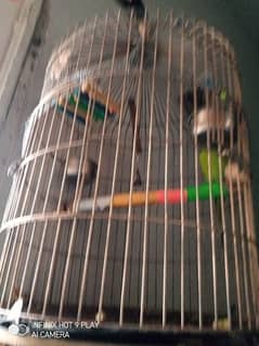 Cage for maccow /Parrot (Only Cage)