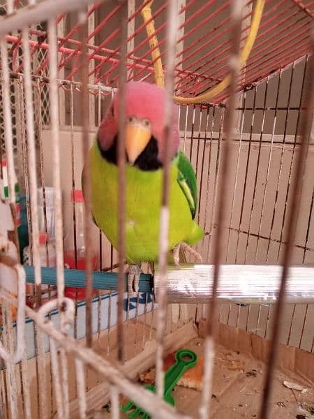 Cage for maccow /Parrot (Only Cage) 1