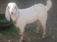 Bakra For sale in Islamabad.