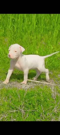 pure Bully gultair  for sale age 35 din
