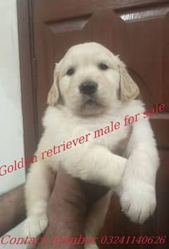 Golden Retriever puppy male phone colour top quality