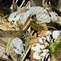 Small babies/big rabbits/Male female available
