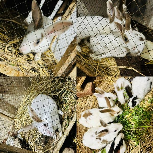 Small babies/big rabbits/Male female available 0