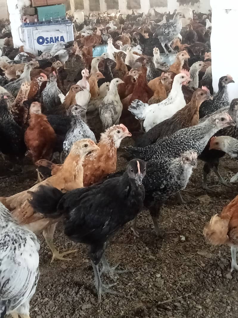Desi hen for eggs in Jhelum Pakistan 0