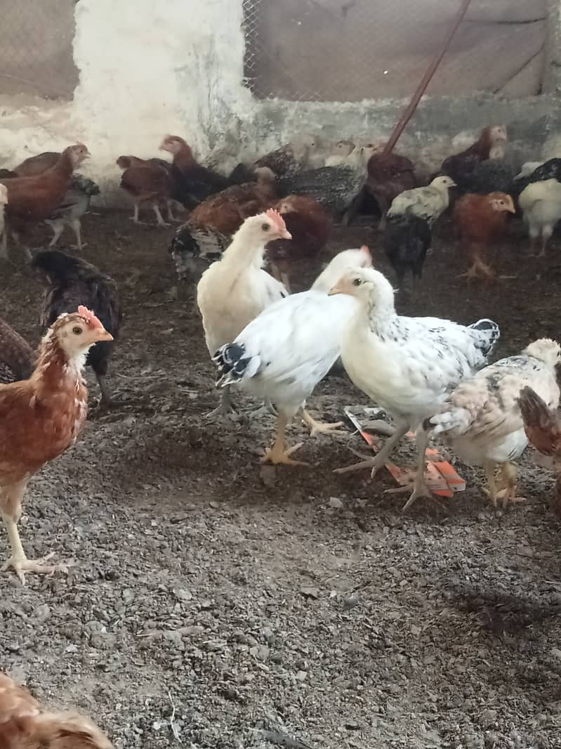 Desi hen for eggs in Jhelum Pakistan 1