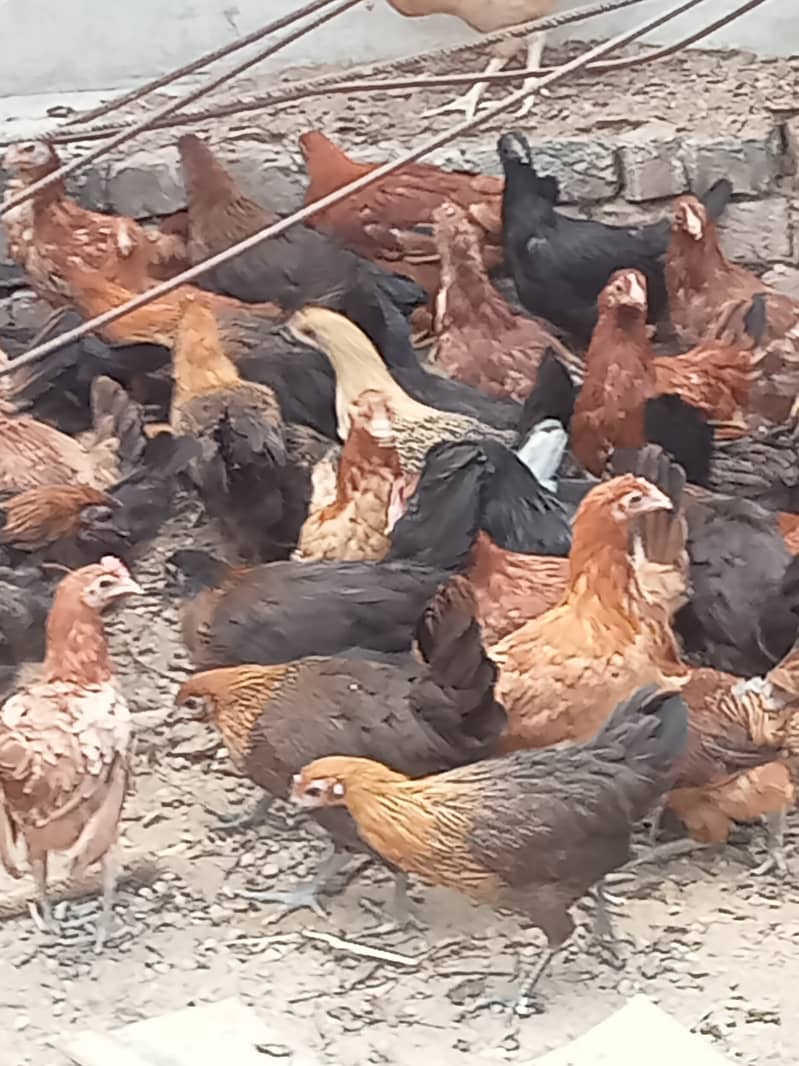 Desi hen for eggs in Jhelum Pakistan 2