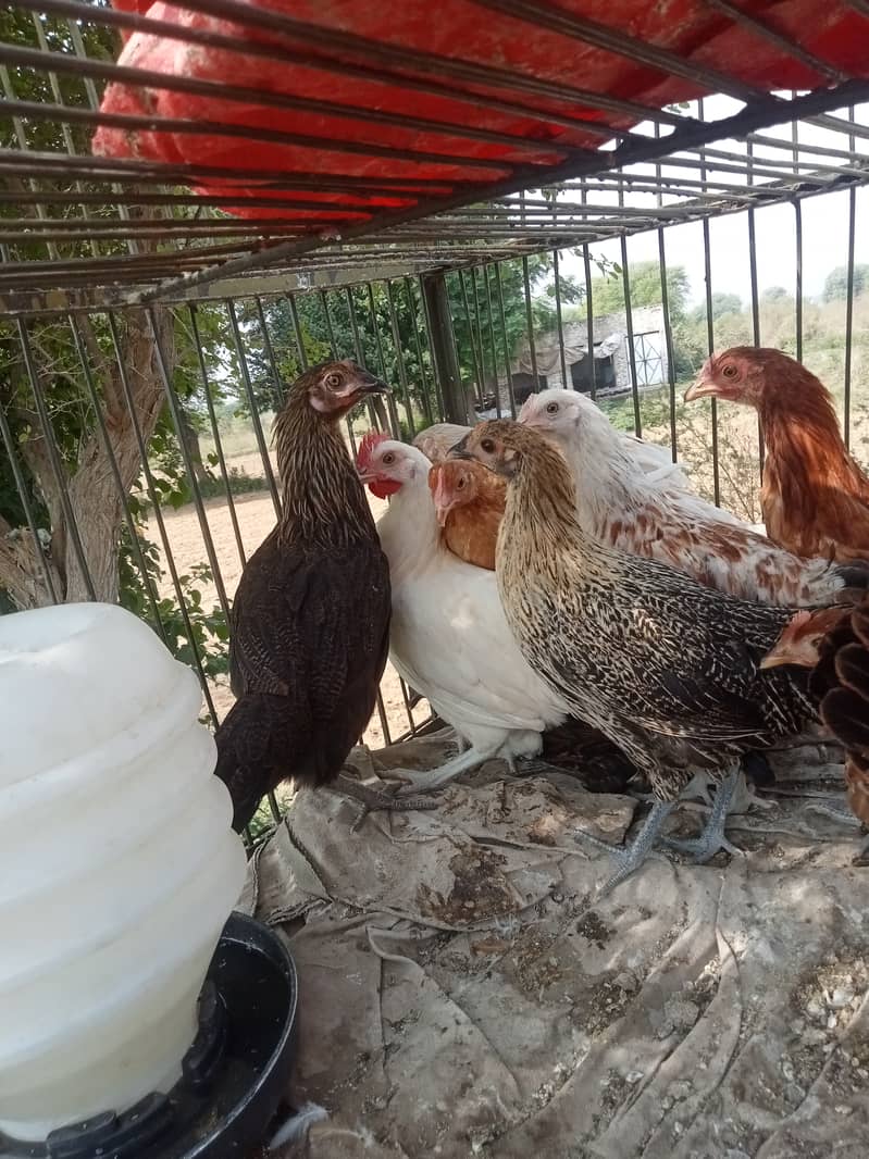Desi hen for eggs in Jhelum Pakistan 3