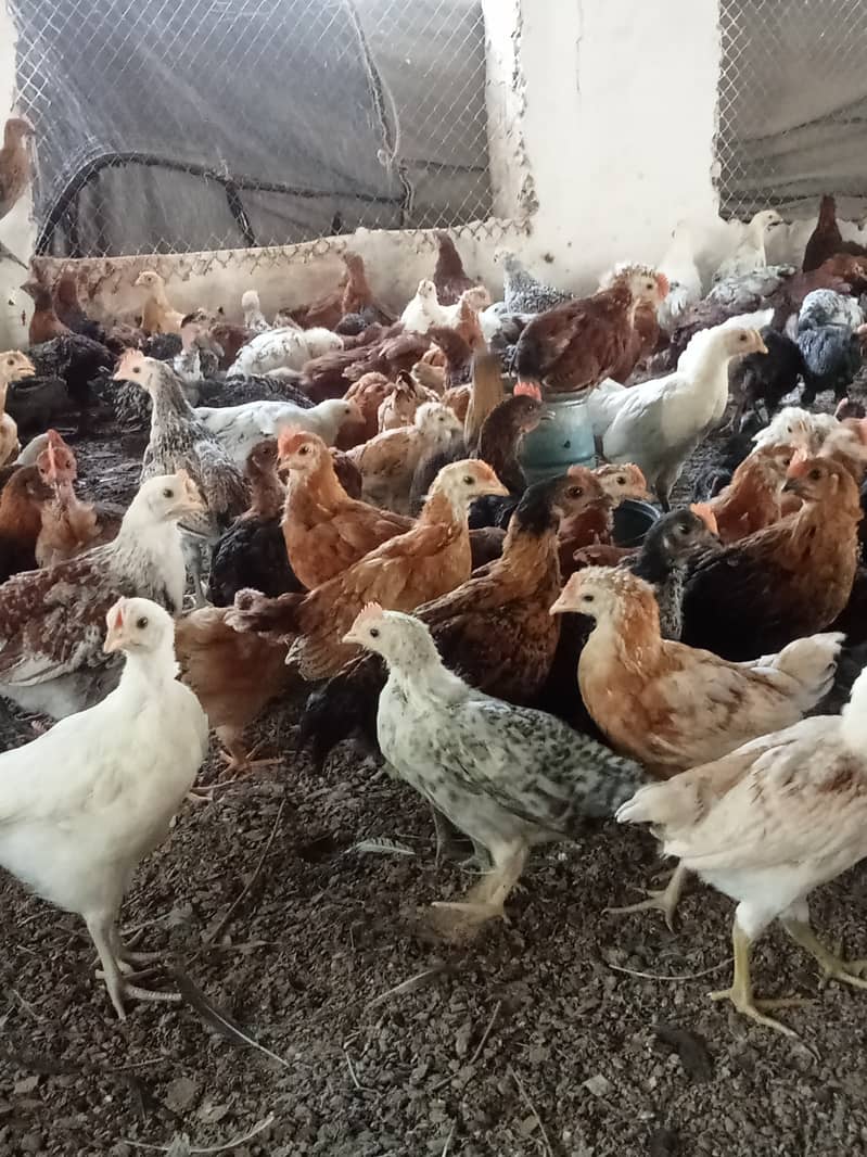 Desi hen for eggs in Jhelum Pakistan 4