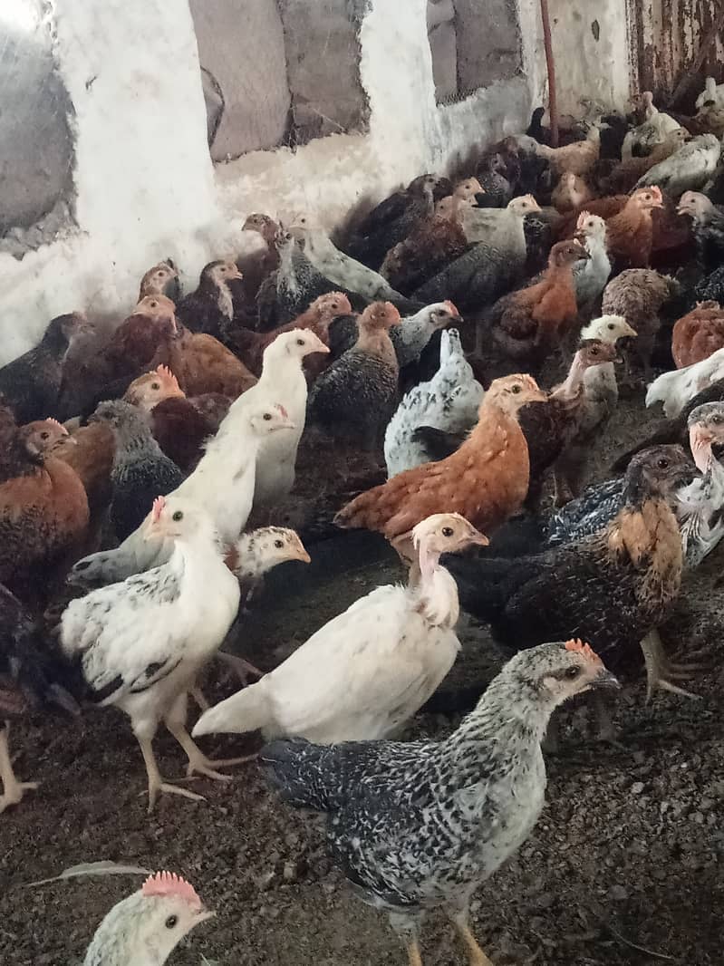 Desi hen for eggs in Jhelum Pakistan 5