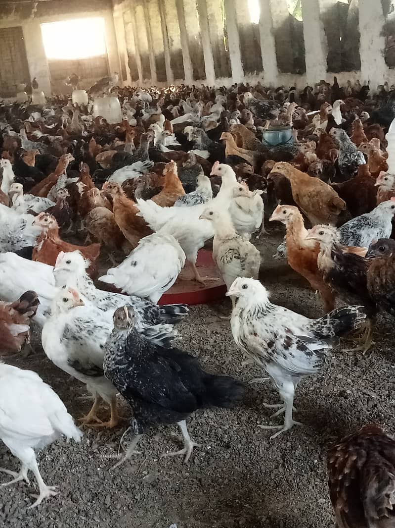 Desi hen for eggs in Jhelum Pakistan 6