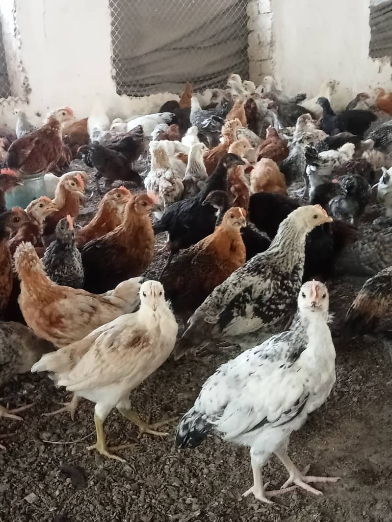 Desi hen for eggs in Jhelum Pakistan 7