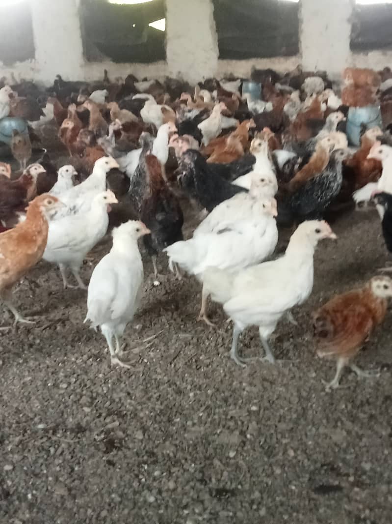 Desi hen for eggs in Jhelum Pakistan 8