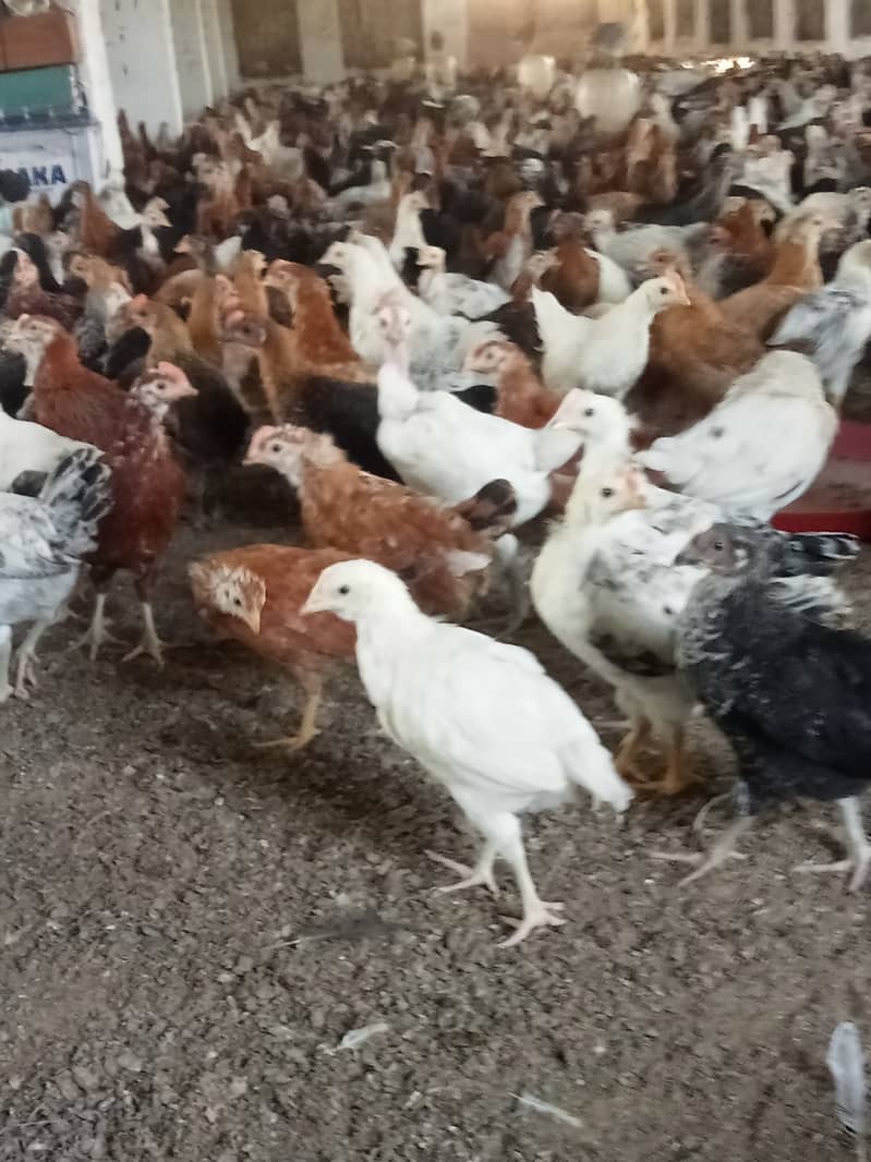 Desi hen for eggs in Jhelum Pakistan 9