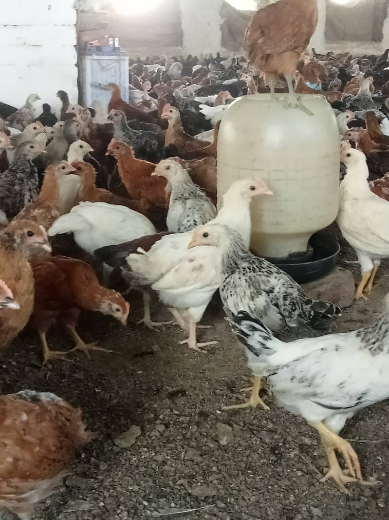 Desi hen for eggs in Jhelum Pakistan 10
