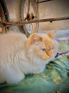beautiful male and female cat white colour for sale