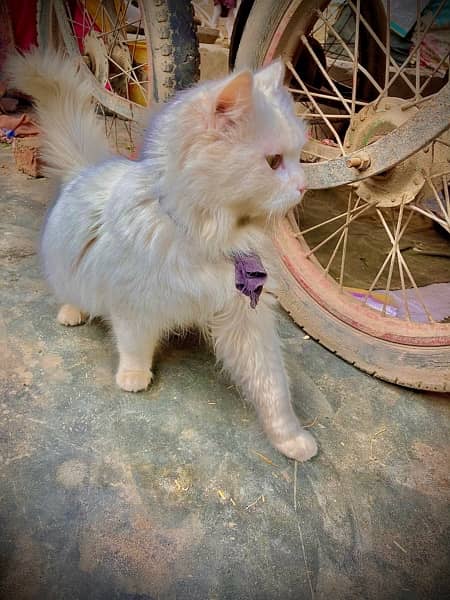 beautiful male and female cat white colour for sale 1