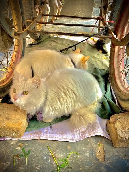 beautiful male and female cat white colour for sale 3