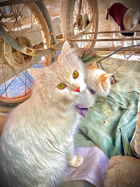beautiful male and female cat white colour for sale 4