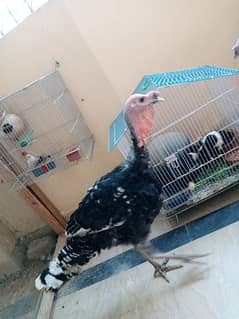 Black and blue slate Turkey Male for sell