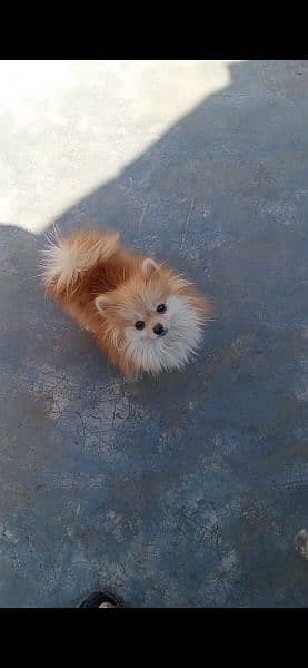 Pomeranian female 0