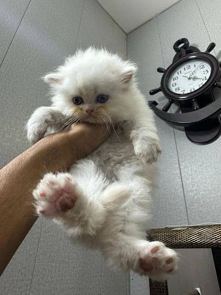 Persian Kittens / triple coated Persian kittens / Persian Cats - Cats ...