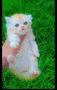 Persian Kittens / triple coated Persian kittens / Persian Cats