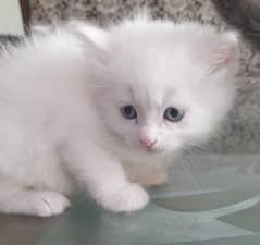 baby cat kittens for sale 03154180178