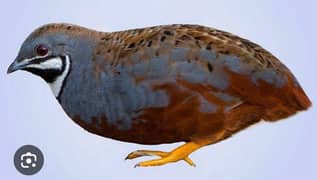 button quail / batair / king quail fresh   male birds and fertile eggs