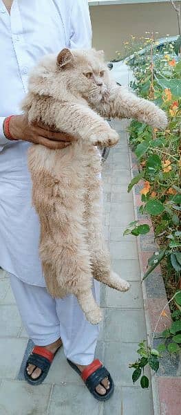 Persian cat 4