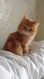 Persian Cat / tripple coat / persain female cat 8