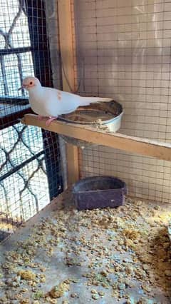 03006828074self chiks red pied