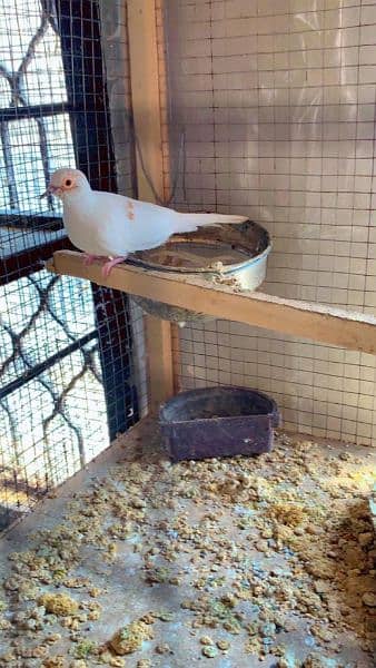 03004127576self chiks red pied 1