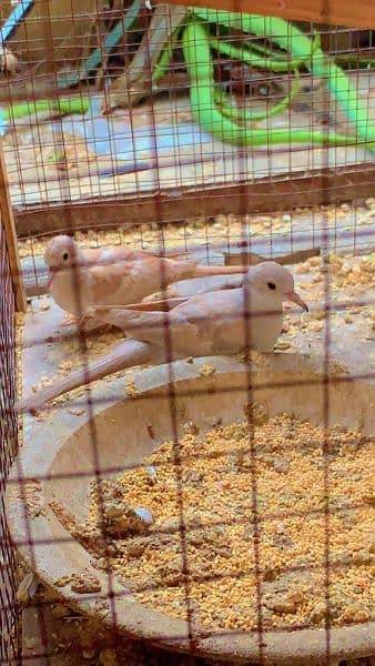 03004127576self chiks red pied 3