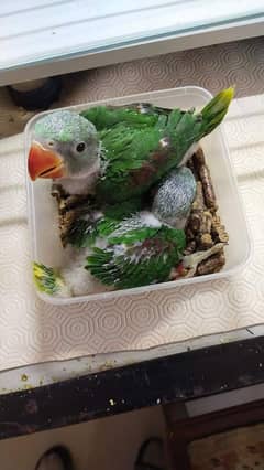 raw parrot chicks Delivery all over pakistan