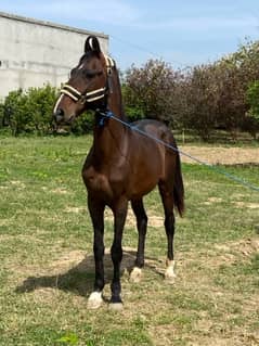 Marwari Indian horse / horse / horse for sale
