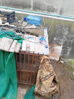 cage for sale. metal cage . mazboot cage. for hens dog etc