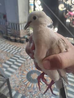 Dove breeder pair Khumray Pigeon Fakhta 03254240227 Khumri
