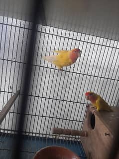 breeder pairs of cocktails and love birds